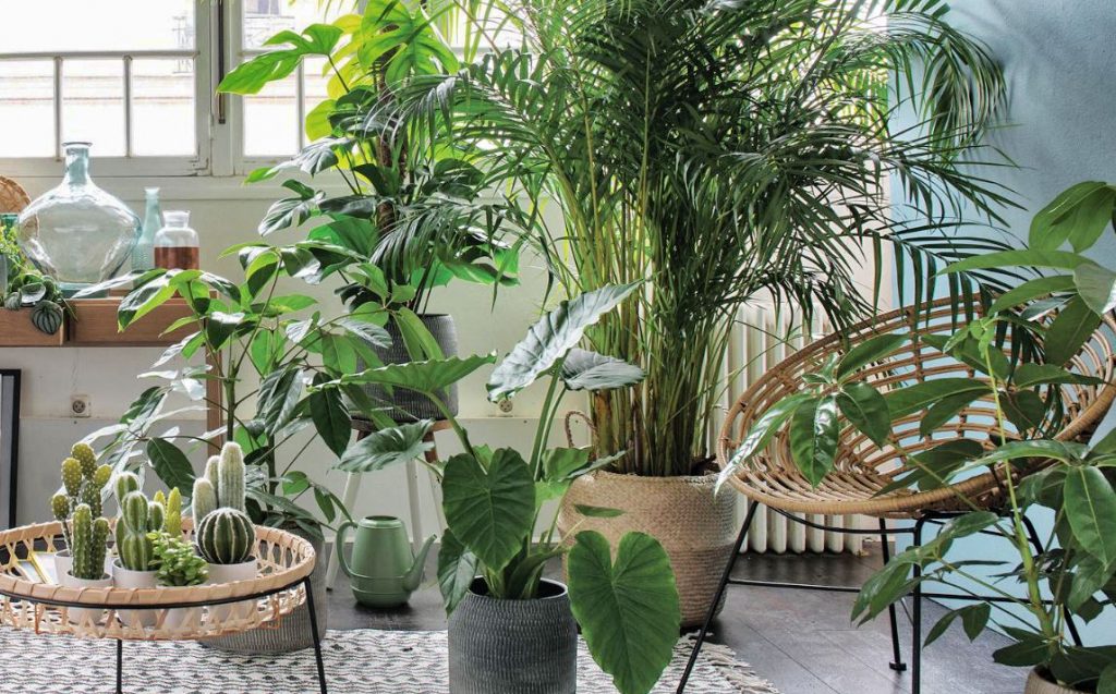 plantes-vertes-interieur